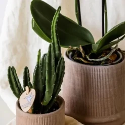Outlet Gavesæt orkidé 'Cocktail S' - Phalaenopsis - Højde 30cm Krukkeplanter Indendørs