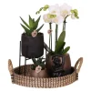 Best Gavesæt orkidé 'Copper XL' - Phalaenopsis - Højde 35cm Krukkeplanter Indendørs