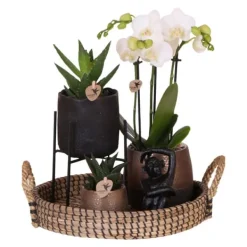 Best Gavesæt orkidé 'Copper XL' - Phalaenopsis - Højde 35cm Krukkeplanter Indendørs
