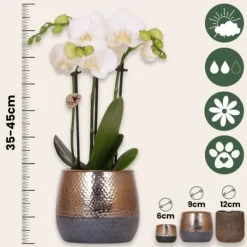 Best Gavesæt orkidé 'Copper XL' - Phalaenopsis - Højde 35cm Krukkeplanter Indendørs