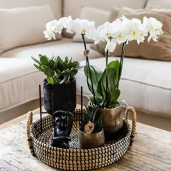 Best Gavesæt orkidé 'Copper XL' - Phalaenopsis - Højde 35cm Krukkeplanter Indendørs