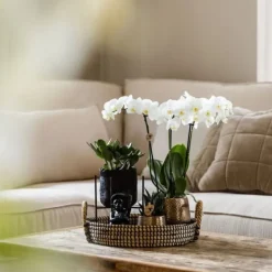 Best Gavesæt orkidé 'Copper XL' - Phalaenopsis - Højde 35cm Krukkeplanter Indendørs