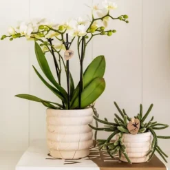Krukkeplanter Indendørs^Gavesæt orkidé 'Marble S' - Phalaenopsis - Højde 30cm