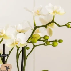 Krukkeplanter Indendørs^Gavesæt orkidé 'Marble S' - Phalaenopsis - Højde 30cm