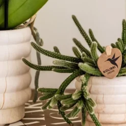 Krukkeplanter Indendørs^Gavesæt orkidé 'Marble S' - Phalaenopsis - Højde 30cm