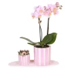 New Gavesæt orkidé 'Pink S' - Phalaenopsis - Højde 30cm Krukkeplanter Indendørs