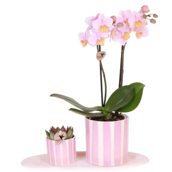 New Gavesæt orkidé 'Pink S' - Phalaenopsis - Højde 30cm Krukkeplanter Indendørs