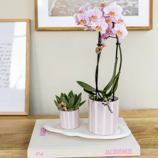 New Gavesæt orkidé 'Pink S' - Phalaenopsis - Højde 30cm Krukkeplanter Indendørs