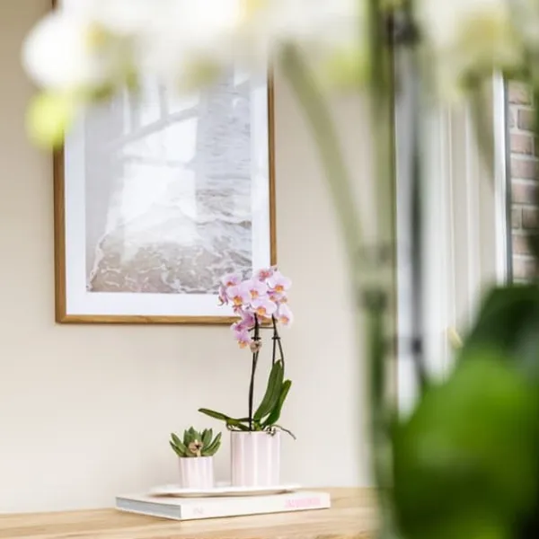 New Gavesæt orkidé 'Pink S' - Phalaenopsis - Højde 30cm Krukkeplanter Indendørs