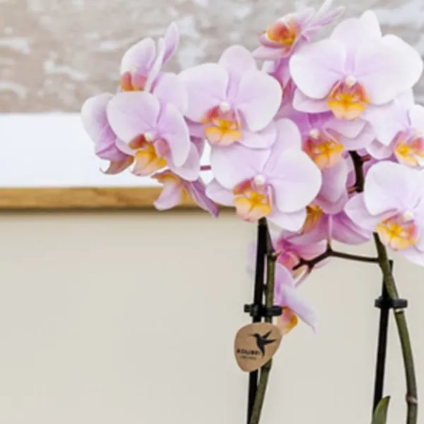 New Gavesæt orkidé 'Pink S' - Phalaenopsis - Højde 30cm Krukkeplanter Indendørs