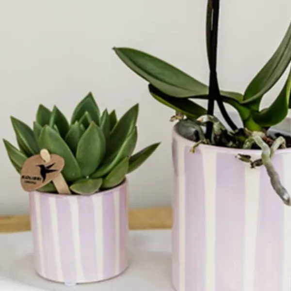 New Gavesæt orkidé 'Pink S' - Phalaenopsis - Højde 30cm Krukkeplanter Indendørs