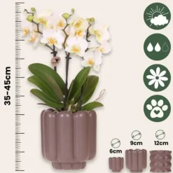 Sale Gavesæt orkidé 'White Tray XL' - Phalaenopsis - Højde 35cm Krukkeplanter Indendørs