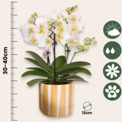 Krukkeplanter Indendørs^Gavesæt orkidé 'Yellow XL' - Phalaenopsis - Højde 35cm