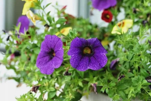 Best GØDNING TIL ALBANPLANTER 0,75L AGRECOL Gødningsmidler