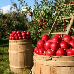 Clearance Gødning til frugttræer og buske Havestart 2 kg Gødningsmidler
