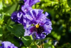 Gødningsmidler^GØDNING TIL GERANIUM 0,75L AGRECOL