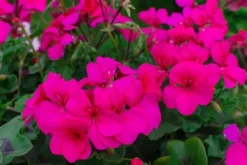 Gødningsmidler^GØDNING TIL GERANIUM 0,75L AGRECOL