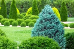 New Gødning til nåletræer Thuja Granulat Have Start 10kg Gødningsmidler