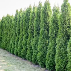 New Gødning til nåletræer Thuja Granulat Have Start 10kg Gødningsmidler