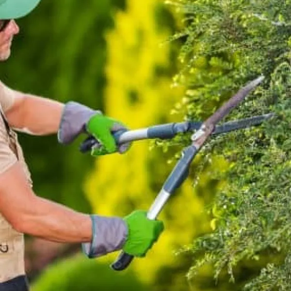 New Gødning til nåletræer Thuja Granulat Have Start 10kg Gødningsmidler