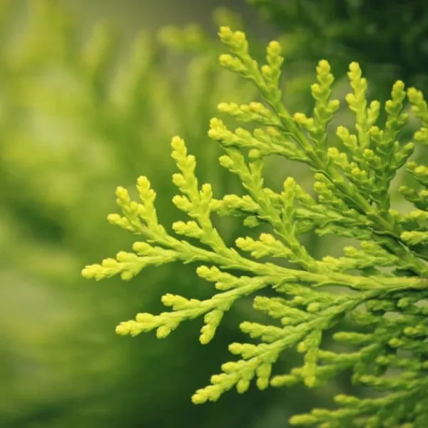 New Gødning til nåletræer Thuja Granulat Have Start 10kg Gødningsmidler