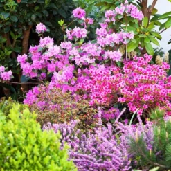Outlet Gødning til Rhododendron og Azalea Have Start 2 kg Gødningsmidler