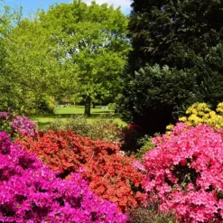 Outlet Gødning til Rhododendron og Azalea Have Start 2 kg Gødningsmidler