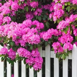 Outlet Gødning til Rhododendron og Azalea Have Start 2 kg Gødningsmidler