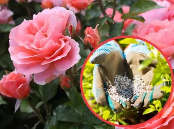 Gødningsmidler^Gødning til Rose Blomster Granulat Have Start 2kg