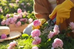Gødningsmidler^Gødning til Rose Blomster Granulat Have Start 2kg