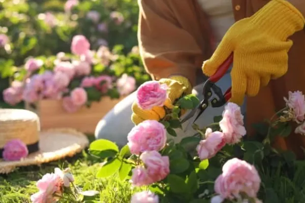Gødningsmidler^Gødning til Rose Blomster Granulat Have Start 2kg