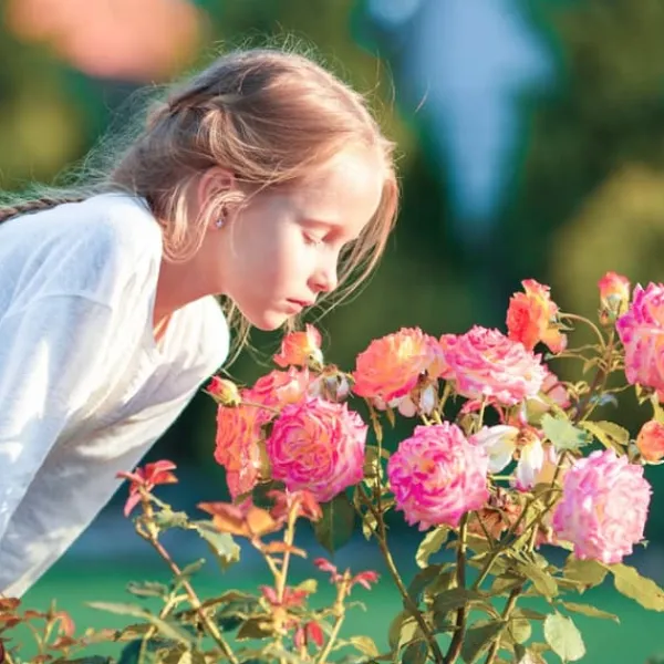 Gødningsmidler^Gødning til Rose Blomster Granulat Have Start 2kg