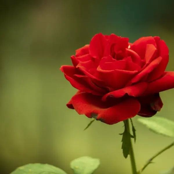 Gødningsmidler^Gødning til Rose Blomster Granulat Have Start 2kg