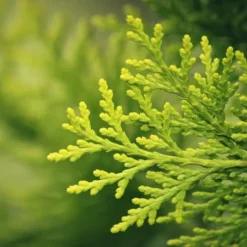 Best Gødning til Thujas, Arborvitaes, Nåletræer, Have Start 10 kg Gødningsmidler