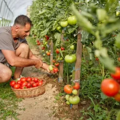 Gødningsmidler^Gødning til tomater og peberfrugter Havestart 2kg