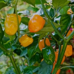 Gødningsmidler^Gødning til tomater og peberfrugter Havestart 2kg