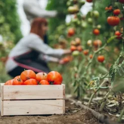 Gødningsmidler^Gødning til tomater og peberfrugter Havestart 2kg