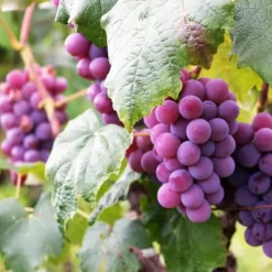 Gødningsmidler^Gødning til vinstokke Have Start 2kg