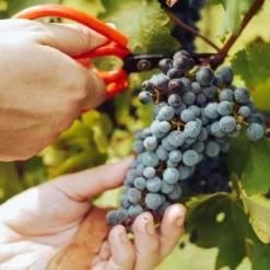 Gødningsmidler^Gødning til vinstokke Have Start 2kg