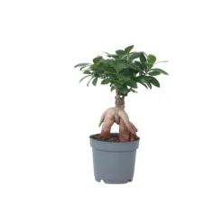 Krukkeplanter Indendørs^Ginsengfigen - Ficus microcarpa - Højde 30-40cm - ⌀12cm