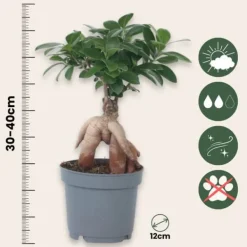 Krukkeplanter Indendørs^Ginsengfigen - Ficus microcarpa - Højde 30-40cm - ⌀12cm
