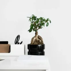 Krukkeplanter Indendørs^Ginsengfigen - Ficus microcarpa - Højde 30-40cm - ⌀12cm
