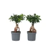 Best Ginsengfigen - Sæt med 2 - Ficus microcarpa - Højde 30-40cm - ⌀12cm Krukkeplanter Indendørs