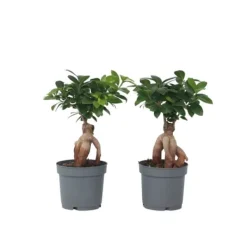 Best Ginsengfigen - Sæt med 2 - Ficus microcarpa - Højde 30-40cm - ⌀12cm Krukkeplanter Indendørs