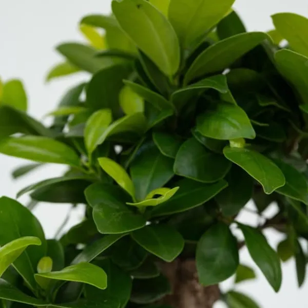 Best Ginsengfigen - Sæt med 2 - Ficus microcarpa - Højde 30-40cm - ⌀12cm Krukkeplanter Indendørs