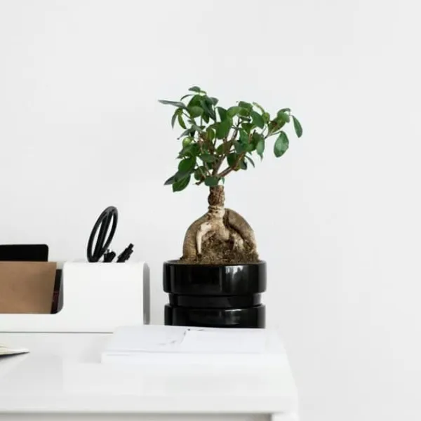 Best Ginsengfigen - Sæt med 2 - Ficus microcarpa - Højde 30-40cm - ⌀12cm Krukkeplanter Indendørs