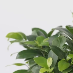 Best Ginsengfigen - Sæt med 2 - Ficus microcarpa - Højde 30-40cm - ⌀12cm Krukkeplanter Indendørs