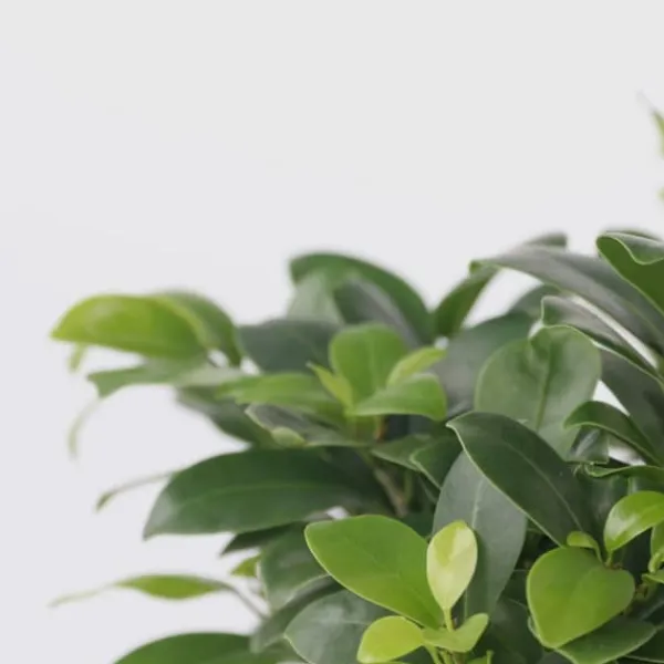 Best Ginsengfigen - Sæt med 2 - Ficus microcarpa - Højde 30-40cm - ⌀12cm Krukkeplanter Indendørs