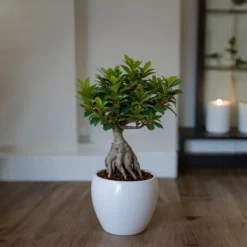 Best Ginsengfigen - Sæt med 2 - Ficus microcarpa - Højde 30-40cm - ⌀12cm Krukkeplanter Indendørs