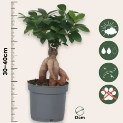 Discount Ginsengfigen - Sæt med 4 - Ficus microcarpa - Højde 30-40cm - ⌀12cm Krukkeplanter Indendørs